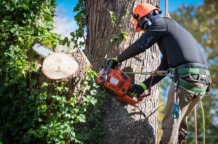 tree cutting services